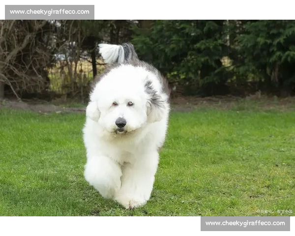 古牧竞技大赛全景展现犬类智慧与力量的巅峰对决 古牧竞技大赛全景展现犬类智慧与力量的巅峰对决
