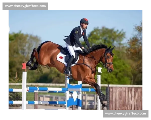 奥运马术比赛精彩瞬间回顾 骑手与骏马携手冲刺金牌