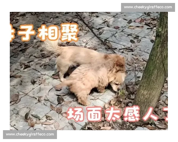 小狗参加比赛因紧张哭泣感动全场主人纷纷安慰场面温馨动人 小狗参加比赛因紧张哭泣感动全场主人纷纷安慰场面温馨动人