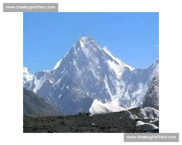 拉布拉多犬竞技大赛精彩纷呈 展现极限运动与卓越训练水平 拉布拉多犬竞技大赛精彩纷呈 展现极限运动与卓越训练水平